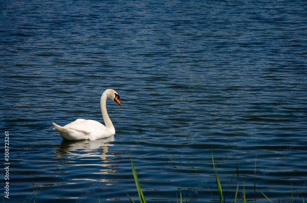 swan on lake