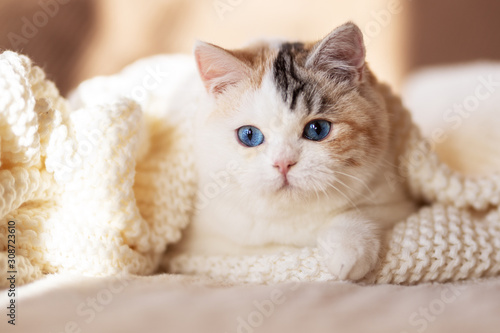 Cuadro en lienzo Altay BKH Katze mit leuchtend blauen Augen