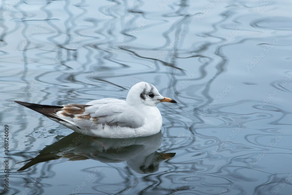 Seagull in the water Seagull in the water