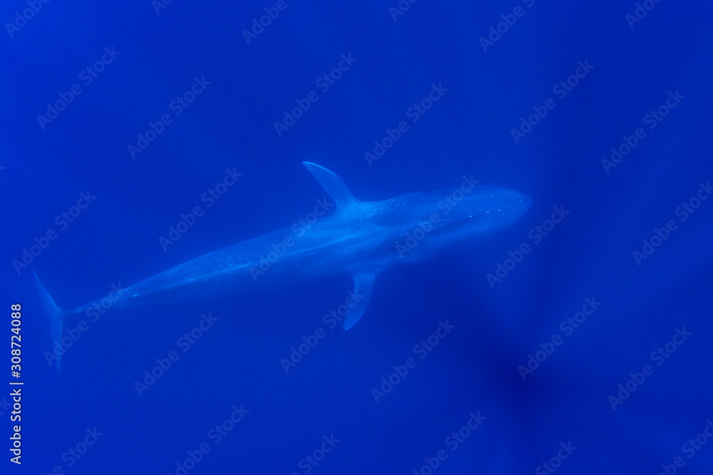 Naklejka premium Pygmy Blue Whale 