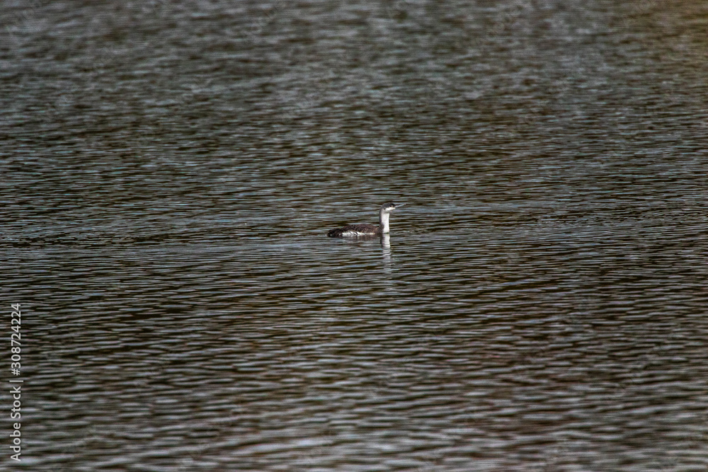 Red-throated loon (Gavia stellata)
