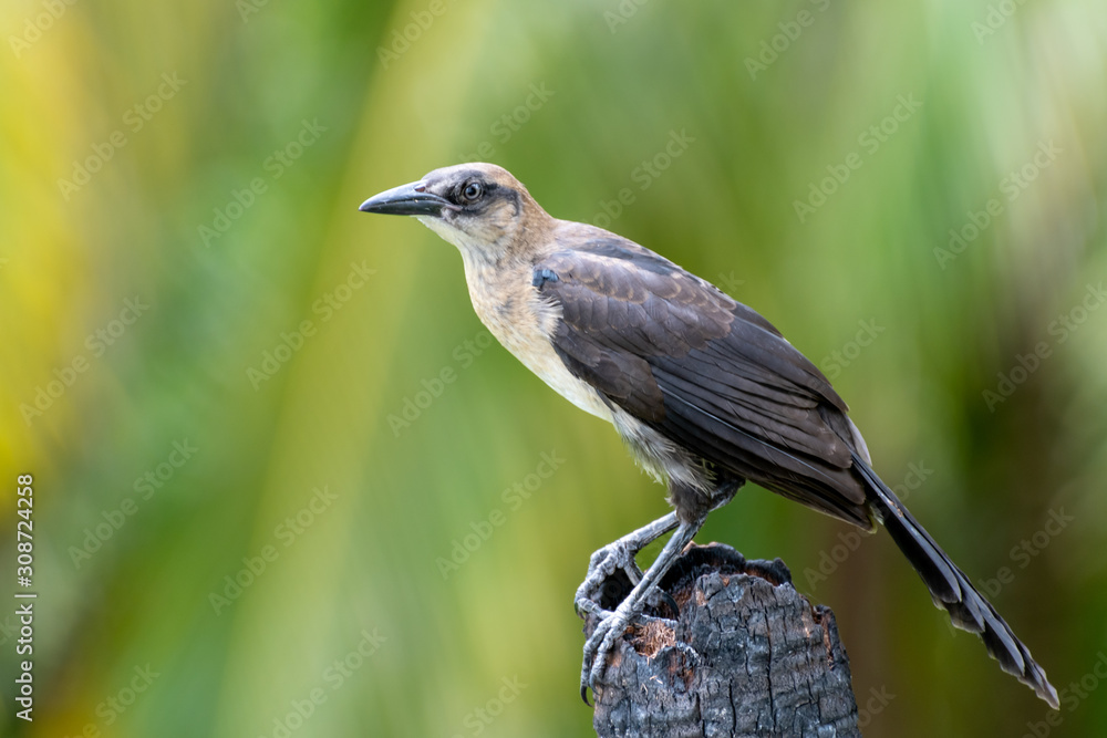 Obraz premium Panama - Guna Yala - Great-tailed Grackle