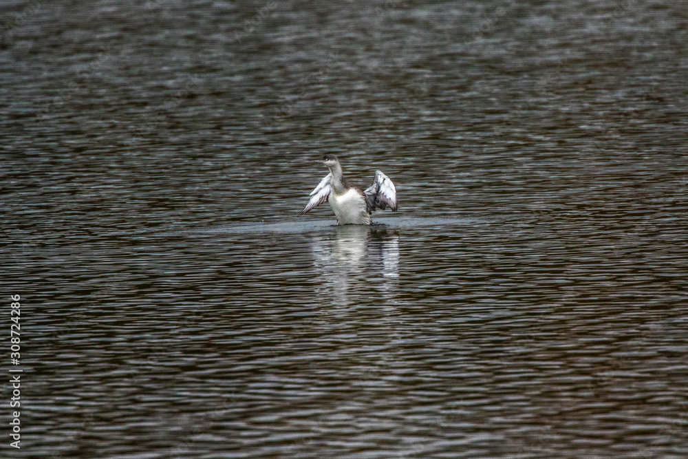 Red-throated loon (Gavia stellata)