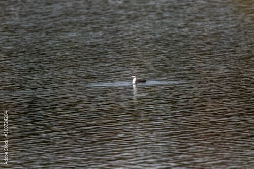Obraz na płótnie Red-throated loon (Gavia stellata) w salonie