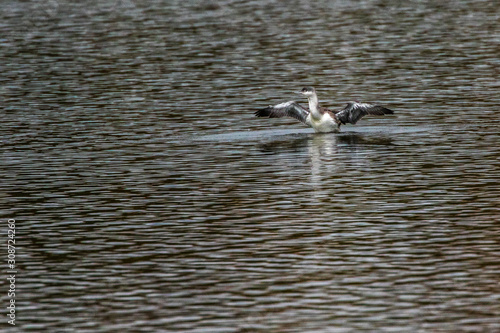 Obraz na płótnie Red-throated loon (Gavia stellata) w salonie