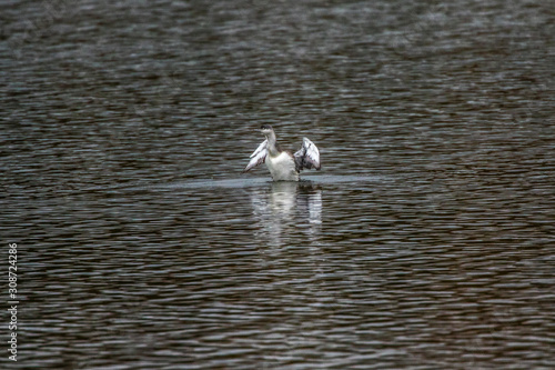 Obraz na płótnie Red-throated loon (Gavia stellata) w salonie