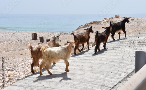 Small Herd of Goats Walking Toward Sea of Oman near Wadi Shab