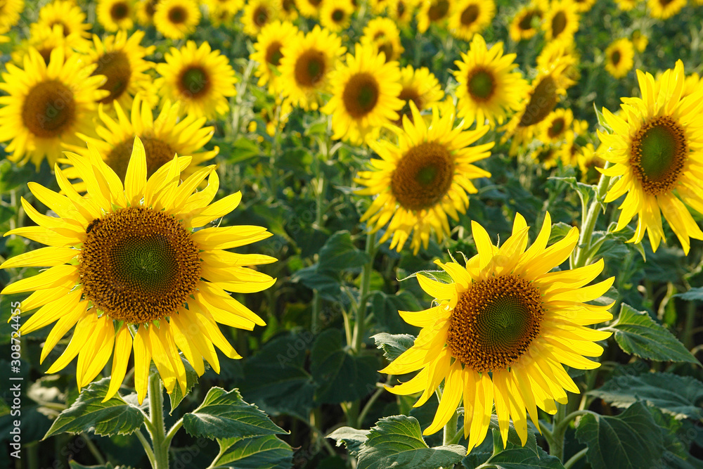 Yellow flowers of sunflowers on the field. Selective focus
