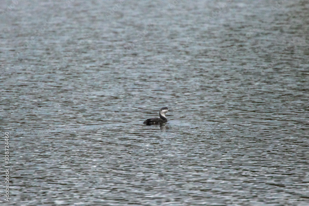 Red-throated loon (Gavia stellata)