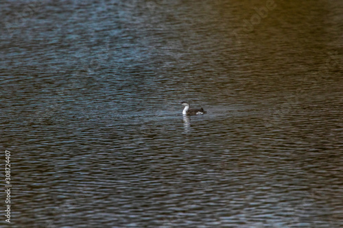 Obraz na płótnie Red-throated loon (Gavia stellata) w salonie