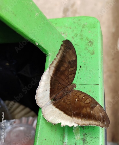 butterfly on a bin