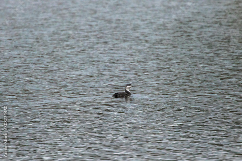 Obraz na płótnie Red-throated loon (Gavia stellata) w salonie