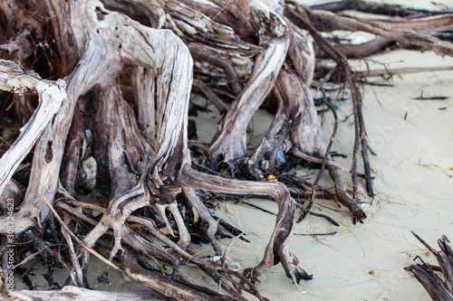 Tree roots on the beach.