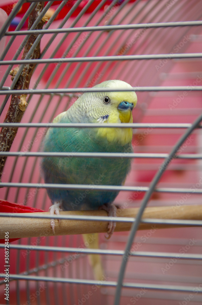 Obraz premium The parrot in the cage. Budgerigar inside a cage. Pets