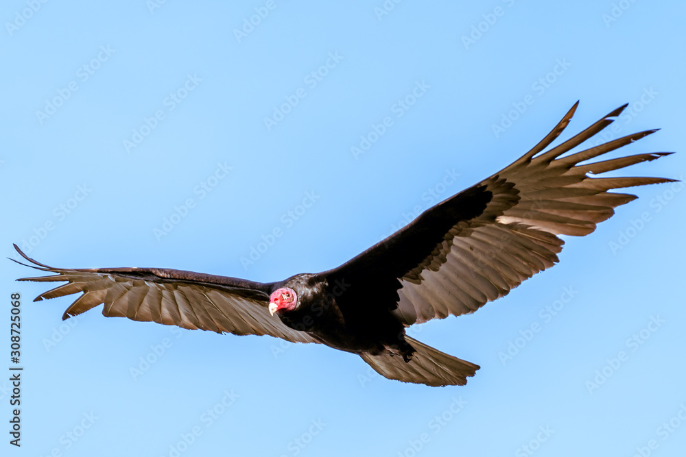 Fototapeta premium Panama - Isla Bastimentos - Turkey Vulture