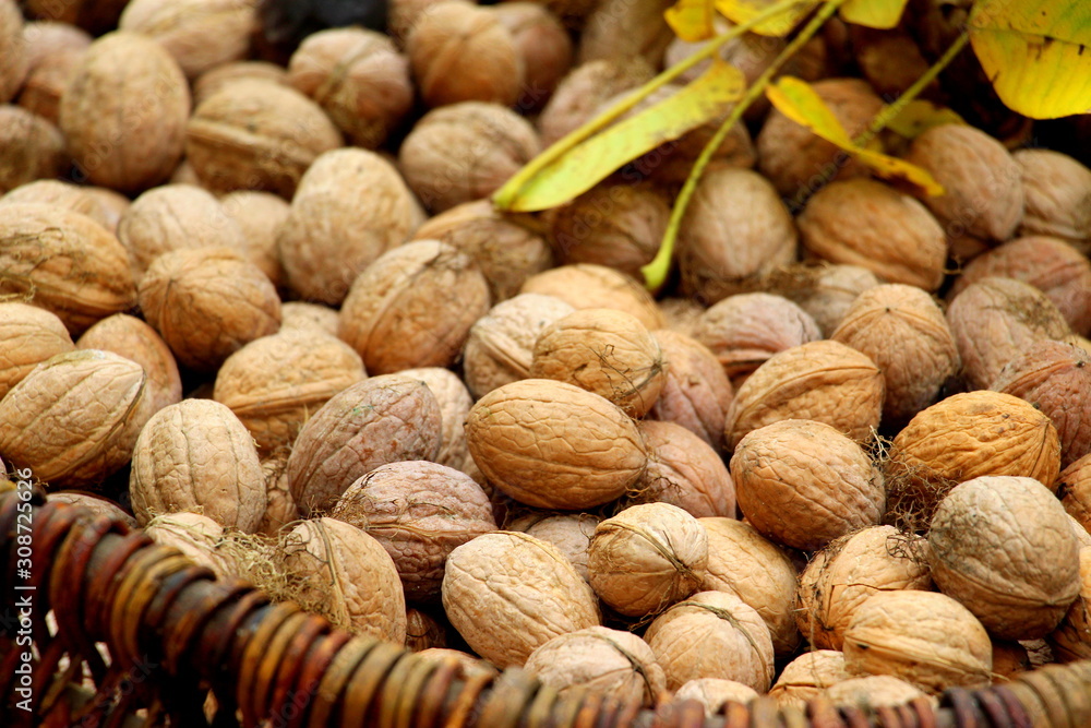 Walnuts in a basket. Harvest nuts. Golden autumn. Walnuts in a basket. Harvest nuts. Golden autumn.