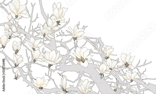 Illustration of Magnolia, Mokuren, Japanese magnolia photo