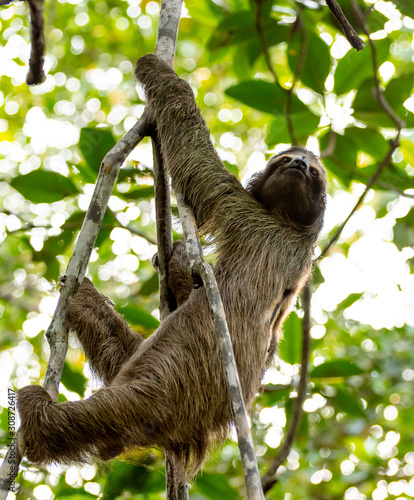Panama - Isla Bastimentos - Three-toed Sloth © Manuel