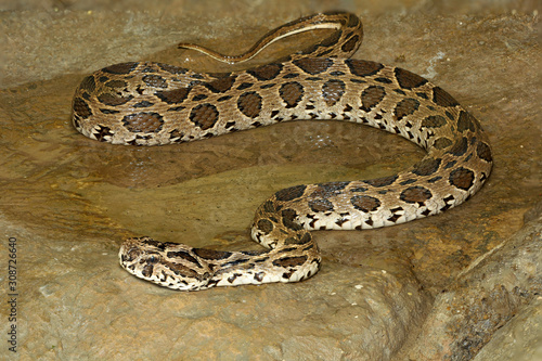 russell's viper snake in the canal