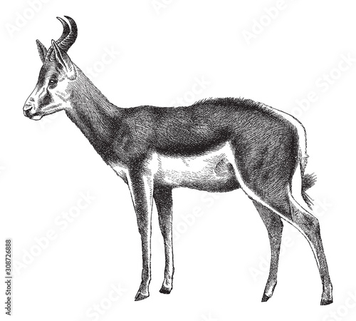 Springbok (Antidorcas marsupialis) - Vintage illustration from Meyers Konversations-Lexikon 189