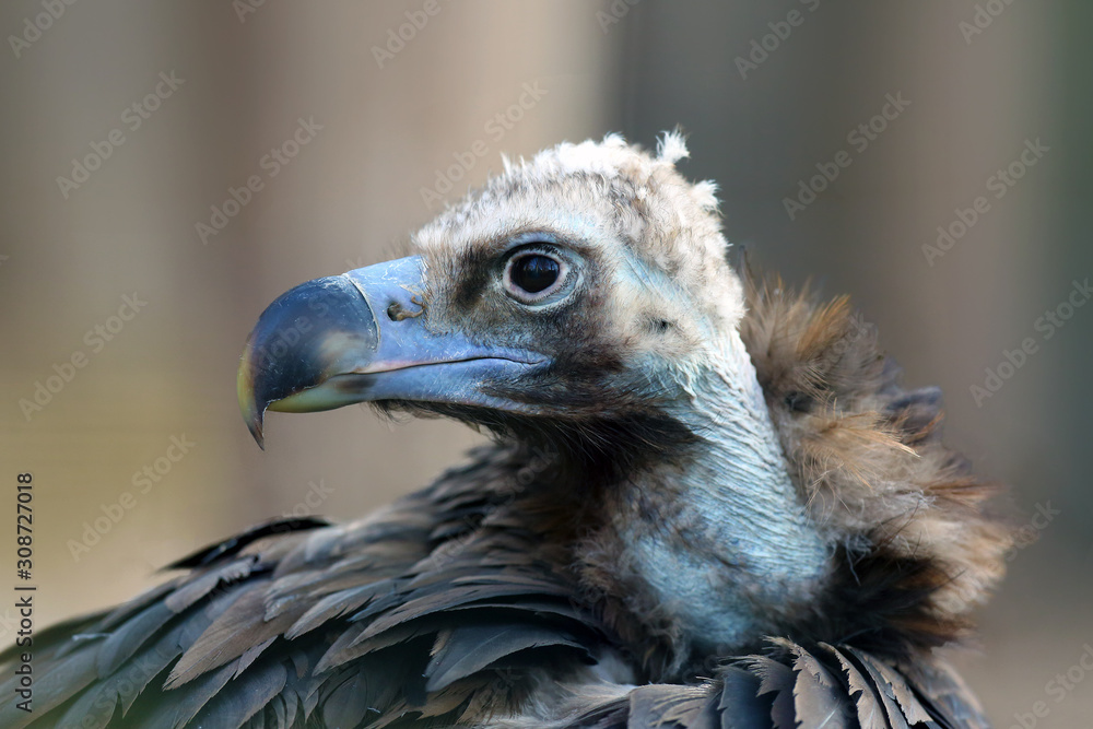 The detail of the head of cinereous vulture (Aegypius monachus) or black vulture, monk vulture, or eurasian black vulture with yellow background The detail of the head of cinereous vulture (Aegypius monachus) or black vulture, monk vulture, or eurasian black vulture with yellow background