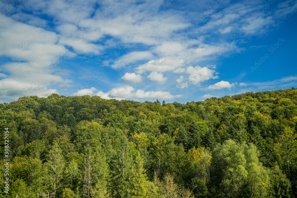 forest green foliage top of trees horizon board with vivid blue sky white clouds background nature spring time season clear weather bright day scenic wallpaper pattern landscape with copy space forest green foliage top of trees horizon board with vivid blue sky white clouds background nature spring time season clear weather bright day scenic wallpaper pattern landscape with copy space