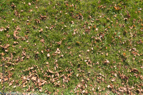 Fototapeta Naklejka Na Ścianę i Meble -  Some fallen leaves on the lawn from above