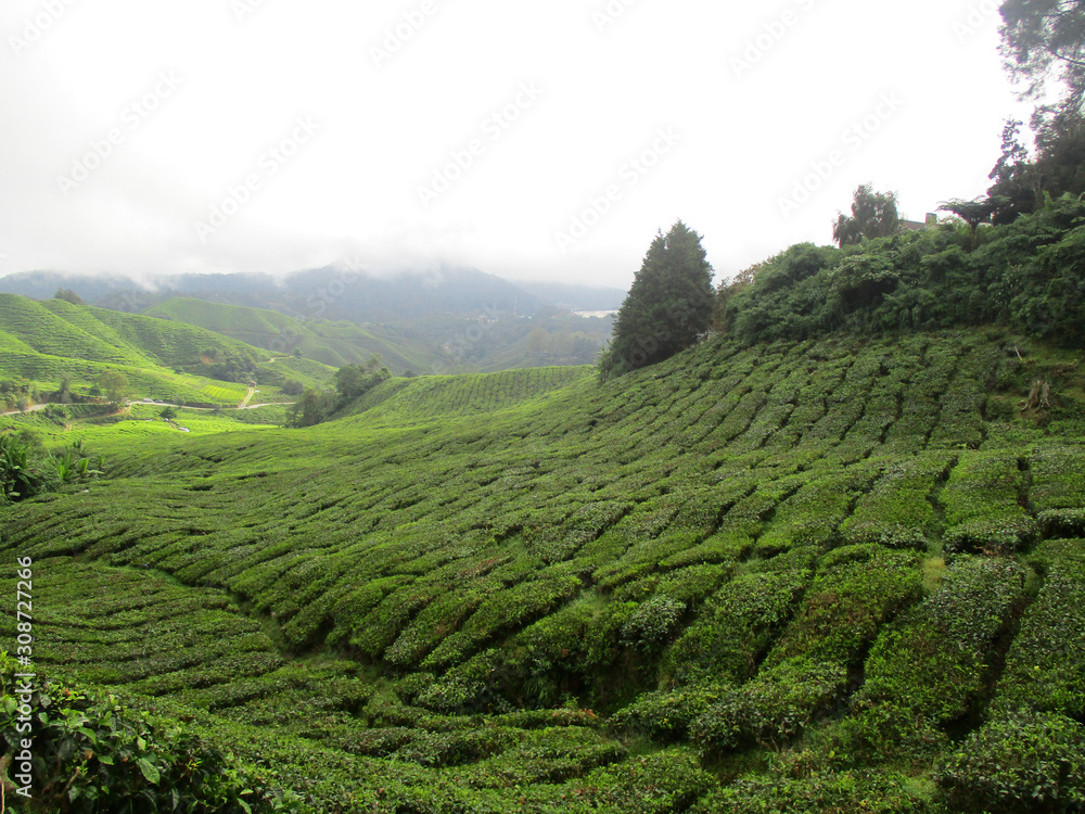 Valley filled with green tea leaves ready to be picked on rolling hills, Cameron Highlands, Malaysia Valley filled with green tea leaves ready to be picked on rolling hills, Cameron Highlands, Malaysia