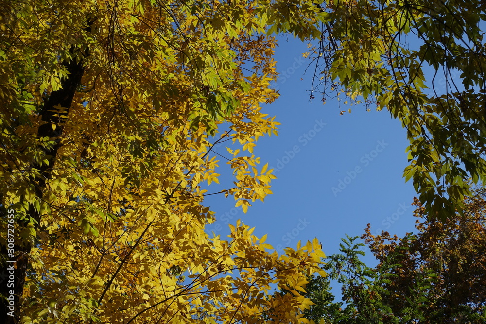 Red ash with autumnal foliage against blue sky in October Red ash with autumnal foliage against blue sky in October