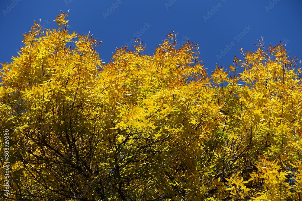 Various shades of yellow in autumnal leafage of ash tree against blue sky