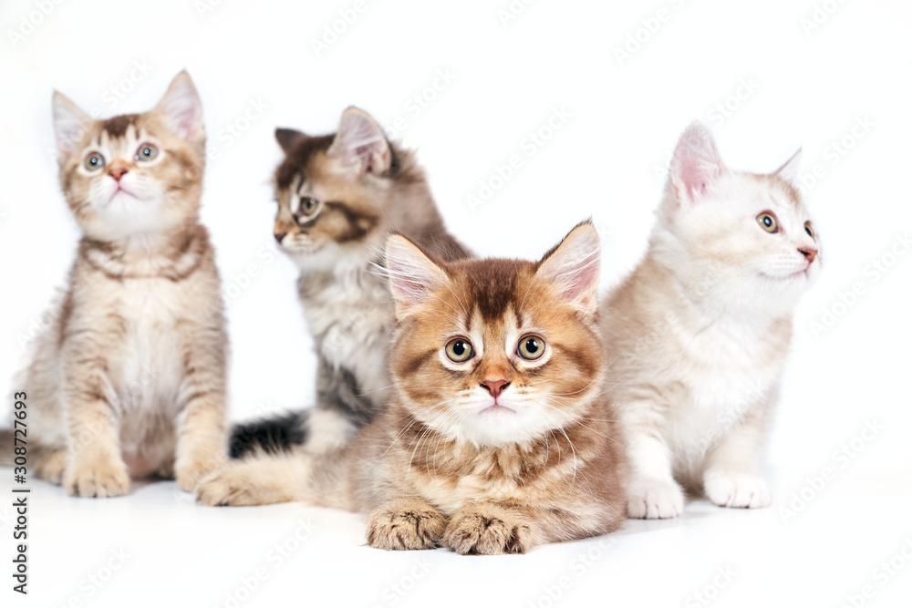 Close up of four kittens.