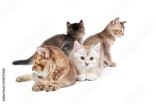 Front view of four kittens. photo