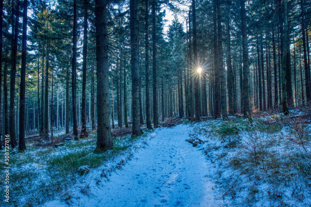 Obraz premium hiking trail in forest with snow cover with sun shining through trees