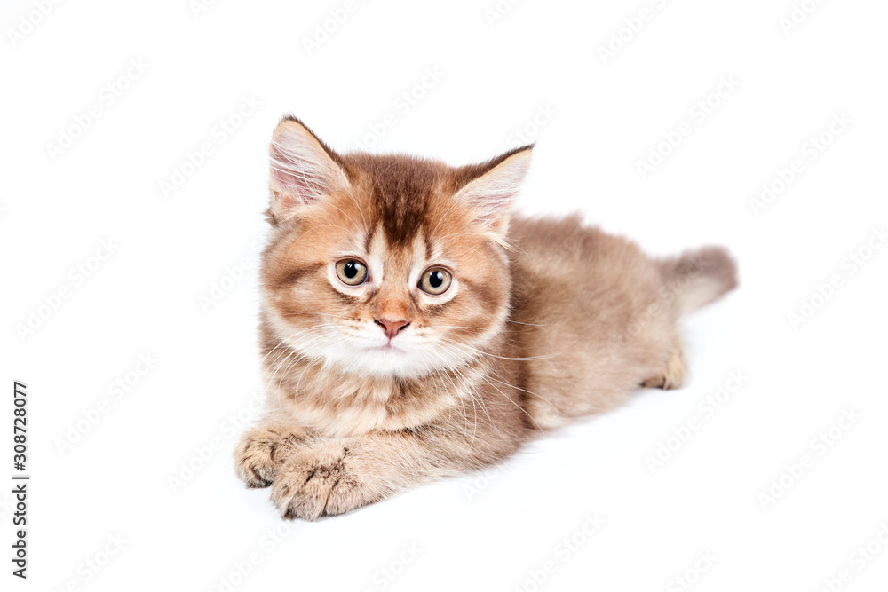 Close up of lying sweet kitty.