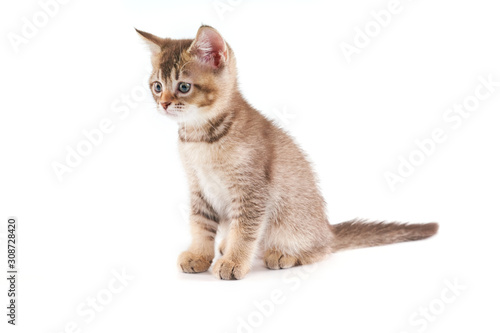 Close up of lovable brown kitten.