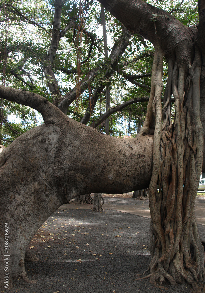 Huge Banyan Tree branches in Lahaina Maui