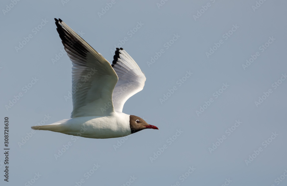 Black-headed gull flying straight over cloudy sky with lifted wings Black-headed gull flying straight over cloudy sky with lifted wings