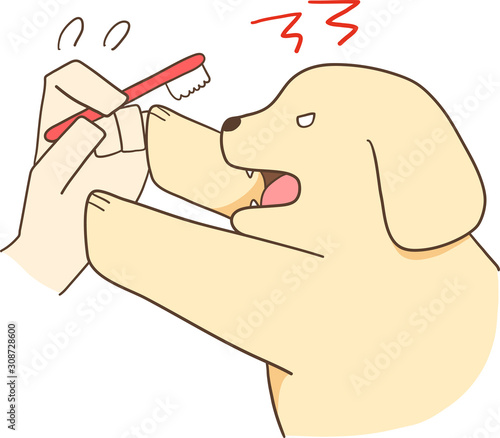 ゴールデンレトリバーの子犬（歯磨きを嫌がる）