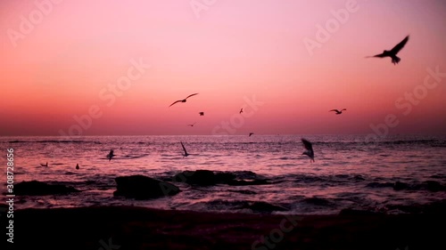 Beautiful pink sunset (sunrise) on the sea, complete calm, flying seagulls. Selective focus.