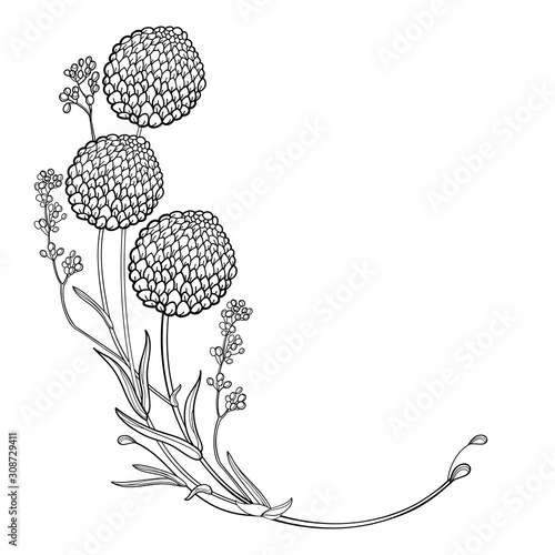 Corner bouquet with outline ball of craspedia or billy buttons dried flower in black isolated on white background. photo