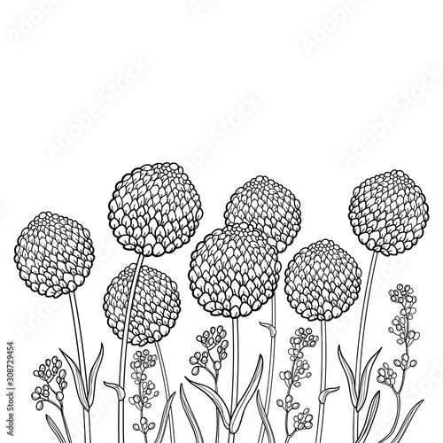 Bouquet with outline ball of craspedia or billy buttons or woollyheads dried flower in black isolated on white background.