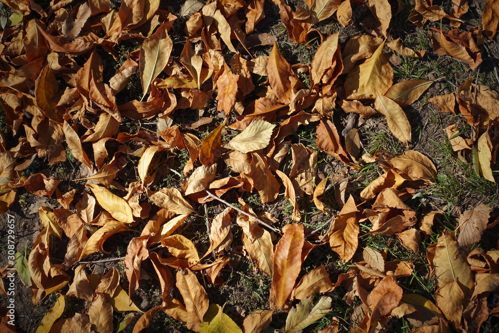 Orange fallen leaves covering the ground from above