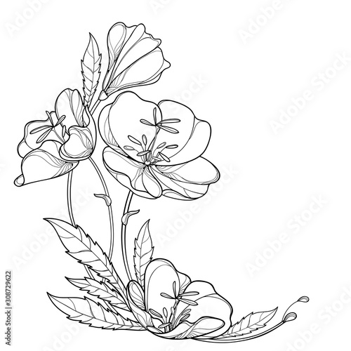 Corner bouquet of outline Oenothera or evening primrose flower bunch with bud and leaf in black isolated on white background.