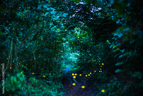 Firefly flying at night in the forest in Thailand
