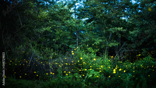 Firefly flying at night in the forest in Thailand