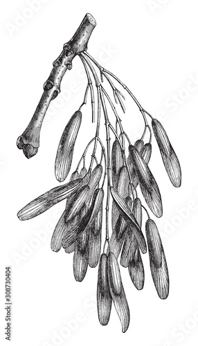 Common Ash (Fraxinus excelsior) / vintage illustration from Meyers Konversations-Lexikon 1897