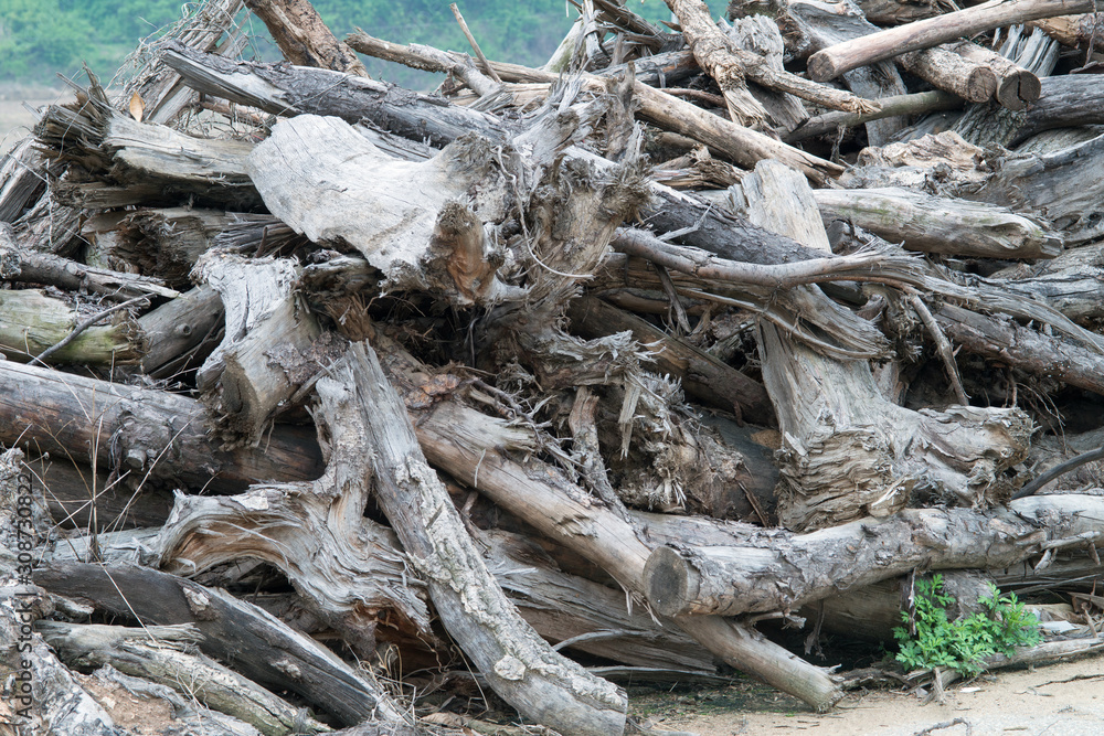Dead wood chips on top of each other in a pile . Dead wood chips on top of each other in a pile .