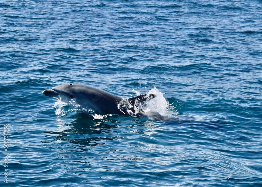 Fototapeta premium Gibraltar, Wielka Brytania
