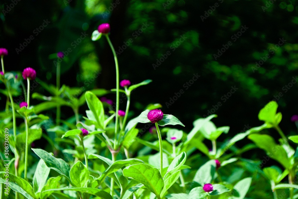 Focus on purple flower Globe Amaranth on blurry green grass wallpaper, Blurred green bogeh background, selective focus.
