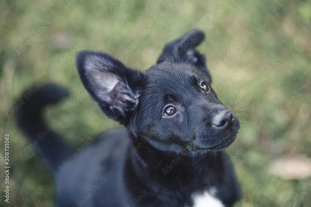 Naklejka premium Cute black puppy portrait